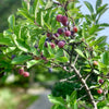 5 BEACH PLUM Prunus Maritima Native Edible Fruit Shrub Bush White Flower Seeds