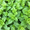 500 SPEARMINT (English Mint) Mentha Spicata Herb Flower Seeds