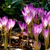 10 AUTUMN CROCUS Colchicum Autumnale Meadow Saffron Flower Seeds