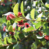 25 TWINBERRY HONEYSUCKLE Lonicera Involucrata California Bearberry Black Twin Berry Endangered Native Sun or Shade Shrub Yellow Red Hummingbird Flower Seeds