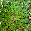 SMALL Live RESURRECTION PLANT Rose of Jericho Dinosaur Fern Miracle Air Houseplant