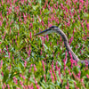 100 PINKWEED Smartweed Pink Knotweed Polygonum Wetland Flower Herb Seeds