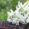 20 SNOW On THE MOUNTAIN Euphorbia Marginata Variegated Groundcover Sun or Shade Flower Seeds