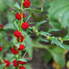 100 STRAWBERRY STICKS / SPINACH Chenopodium Foliosum Fruit Berry Seeds
