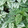 10 Hypoestes Phyllostachya Seeds – Dwarf White Splash Select