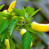200 HEIRLOOM BANANA Pepper Sweet Yellow Hungarian Capsicum Annuum Vegetable Seed
