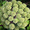 30 ANGELICA Archangelica Officinalis Edible Archangel / Holy Ghost Herb Seeds