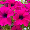 200 Mixed LAURA BUSH PETUNIA Violacea Integrifolia Pink Purple Trumpet Flower Seeds