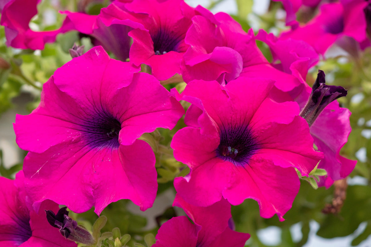 Shanin Petunia Seeds – Integrifolia Violacea Pink Purple Wild Flower