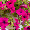 Shanin Petunia Seeds – Integrifolia Violacea Pink Purple Wild Flower – photo 2