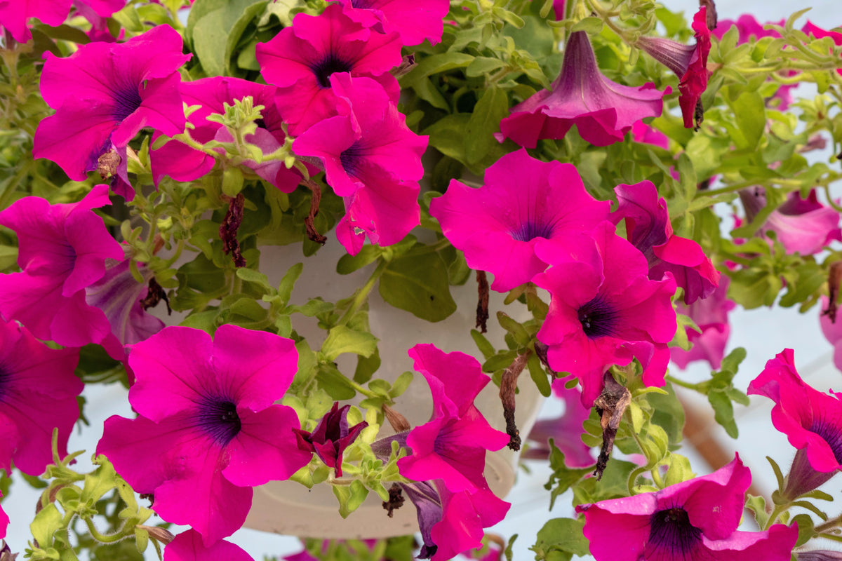 Shanin Petunia Seeds – Integrifolia Violacea Pink Purple Wild Flower – photo 2