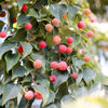 5 PINK DOGWOOD Tree Cornus Capitata Angustata Kousa Ornamental Flowering Tree Seeds