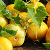100 LEMON CUCUMBER Cucumis Sativus Fruit Vegetable Seeds
