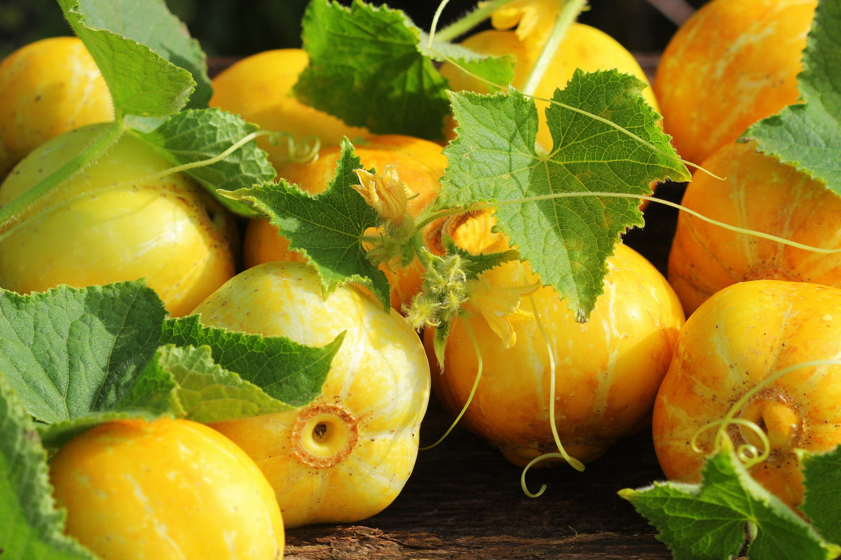 Lemon Cucumber Seeds – Cucumis Sativus Fruit Vegetable