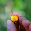 English Hawthorn Tree Seeds – Edible Fruit Flower Mayflower Crataegus Laevigata – photo 12