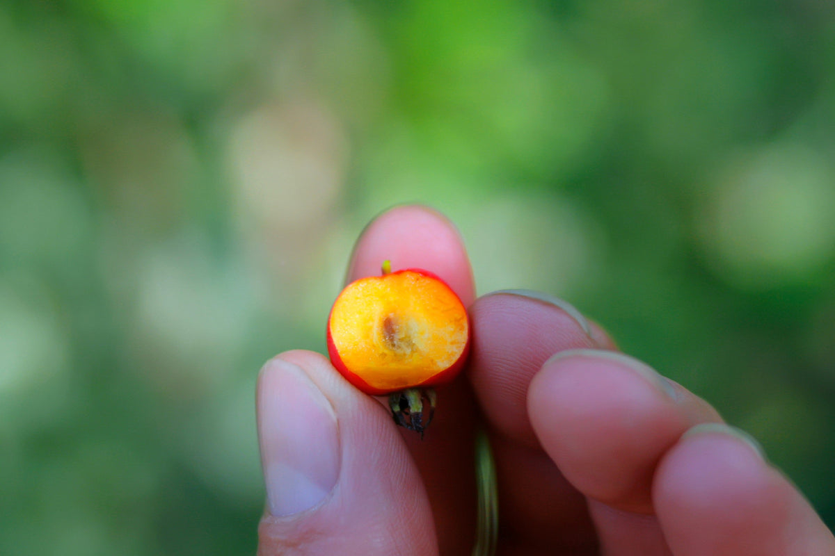 English Hawthorn Tree Seeds – Edible Fruit Flower Mayflower Crataegus Laevigata – photo 12