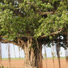 50 BANYAN / BANYAN FIG TREE East Indian Ficus Benghalensis Aerial Root Houseplant Seeds