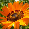 50 ORANGE PRINCE Cape DAISY Monarch of the Veldt Venidium Fastuosum Flower Seeds