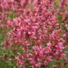 30 MIXED COLORS AGASTACHE Aurantiaca Cana Hummingbird Mint Hyssop Flower Seeds