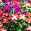 10 DWARF RED STAR IMPATIENS Walleriana Red & White Shade Flower Seeds