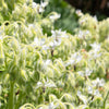 50 WHITE BORAGE Borago Officinalis Bianca Herb Flower Seeds