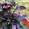 20 ROYAL BLACK PEPPER Capsicum Annuum Very Hot Chilli Vegetable Seeds