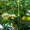 1000 BULK African BAOBAB TREE Adansonia Digitata Monkey Bread Judas Fruit Seeds