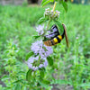 200 PENNYROYAL Mint Mentha Pulegium Herb Purple Flower Seeds