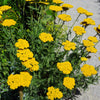 250 GOLD Golden Yellow YARROW Achillea Filipendulina Flower Seeds
