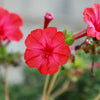 25 RED FOUR O'CLOCK Marvel of Peru Mirabilis Jalapa Flower Seeds