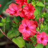 25 RED FOUR O'CLOCK Marvel of Peru Mirabilis Jalapa Flower Seeds