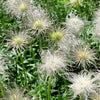 25 WHITE ANEMONE Pulsatilla Vulgaris PASQUE flower Seeds