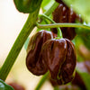 50 Hot BROWN HABANERO PEPPER Capsicum Chinense Seeds