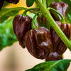 50 Hot BROWN HABANERO PEPPER Capsicum Chinense Seeds