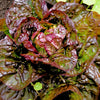 3000 RED ROMAINE LETTUCE Lactuca Sativa Vegetable Seeds