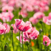 1000 PEPPERBOX POPPY MIX Papaver Somniferum Mixed Colors Red Violet Flower Seeds