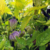 50 PURPLE TOMATILLO Husk Tomato Physalis Ixocarpa Fruit Vegetable Seeds