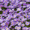 100 Purple NEW ENGLAND ASTER (Michaelmas Daisy) Aster Novae var Angliae Flower Seeds