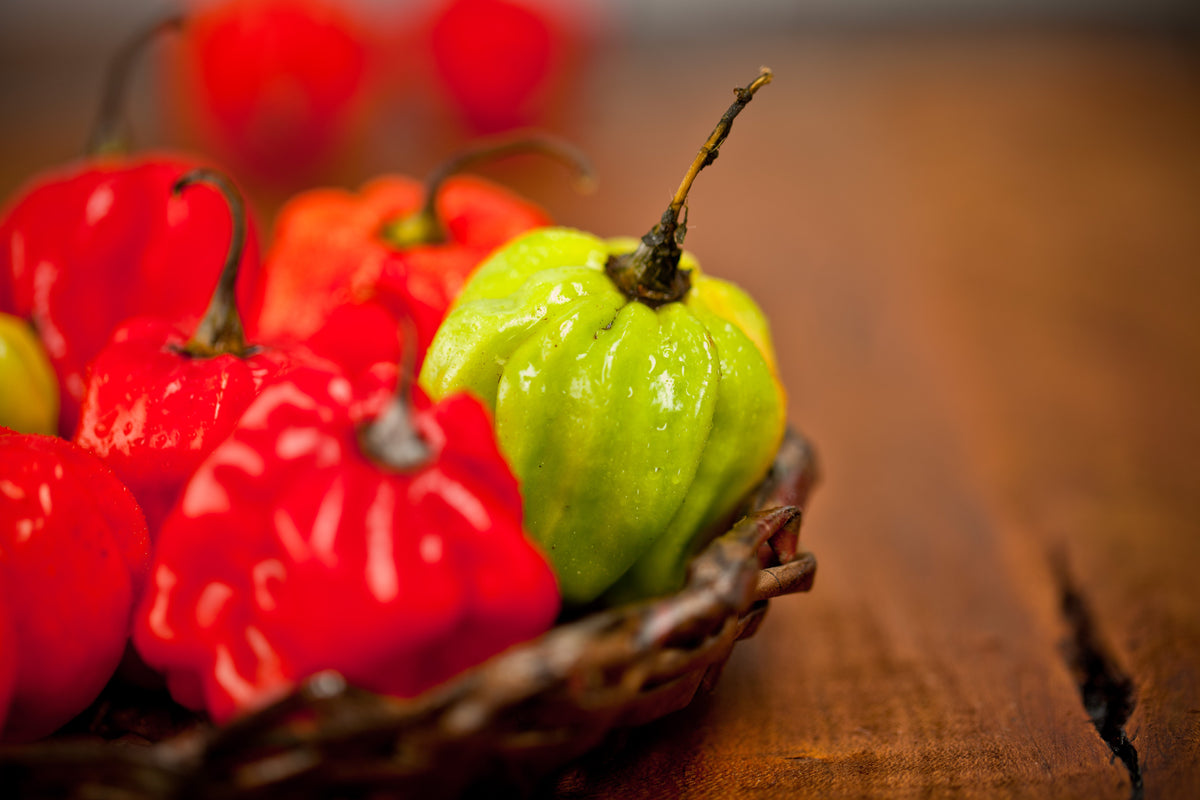 Red Jamaican Hot Pepper Seeds – Capsicum Chinense Scotch Bonnet Vegetable – photo 6