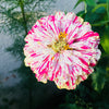 150 PEPPERMINT STICK ZINNIA Mix Mixed Colors Red Stripe Elegans Flower Seeds