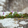 100 KENILWORTH IVY (Ivy-Leaved Toadflax) Cymbalaria Muralis Vine Flower Seeds
