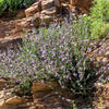 150 Creeping WINTER SAVORY Satureja Montana Herb Pink Flower Seeds