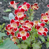 250 TIGER MONKEY Mixed Colors Mimulus Tigrinus Flower Seeds