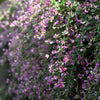 100 SLENDER BUSH CLOVER Lespedeza Virginica Bushclover Native Shrub Pink Purple Flower Legume Seeds