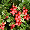 Perennial Cranberry Seeds – American Vaccinium Macrocarpon Red Fruit Bush – photo 5