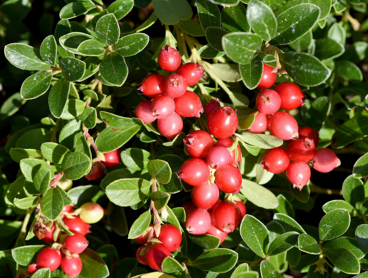 Perennial Cranberry Seeds – American Vaccinium Macrocarpon Red Fruit Bush – photo 5