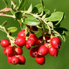 Perennial Cranberry Seeds – American Vaccinium Macrocarpon Red Fruit Bush – photo 4