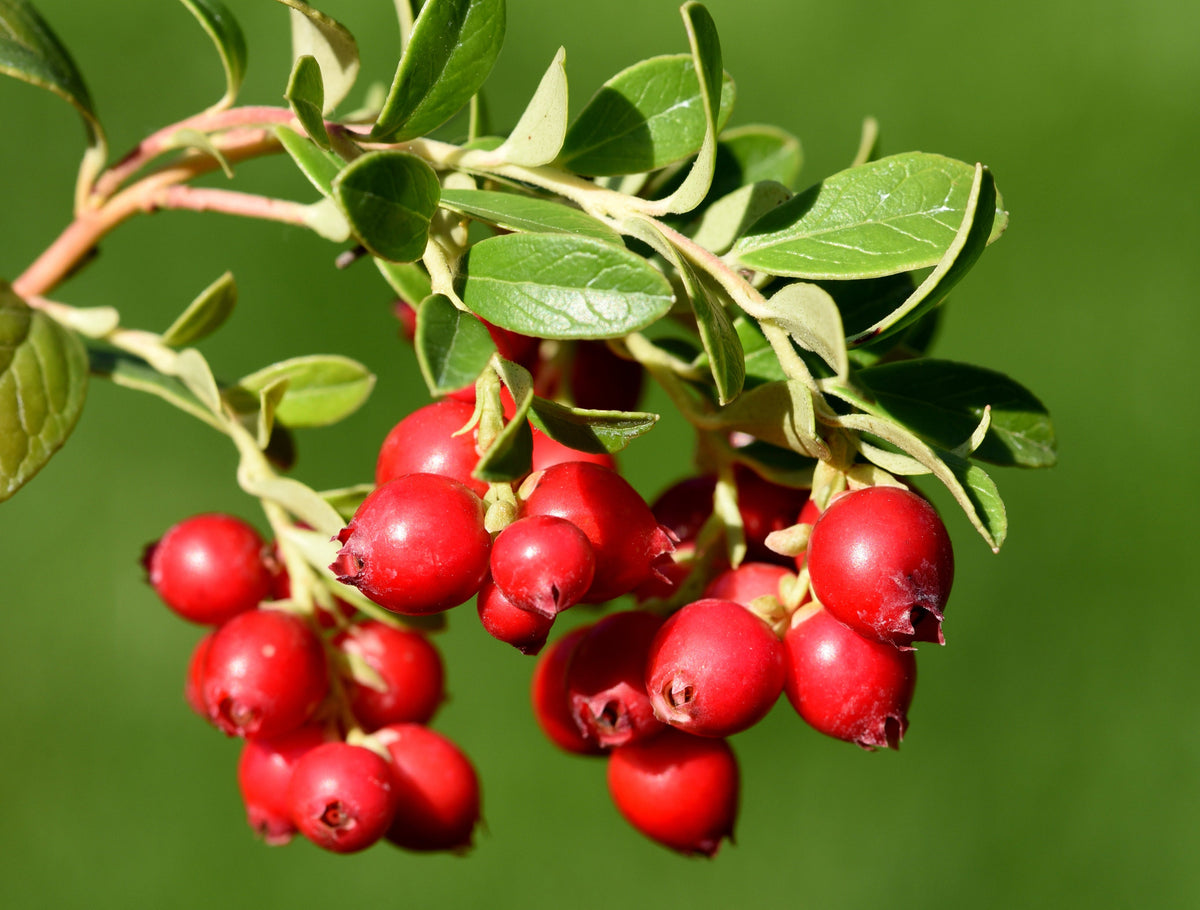 Perennial Cranberry Seeds – American Vaccinium Macrocarpon Red Fruit Bush – photo 4