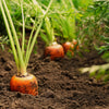 1500 IMPERATOR 58 CARROT Daucus Carota Seeds