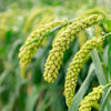 50 LIMELIGHT SPRAY MILLET Light Lime Green Flower Setaria Italica Grass Seeds